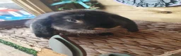French Lop rabbits for sale: Vaccinated Giant French Lop Babies - Advert 1