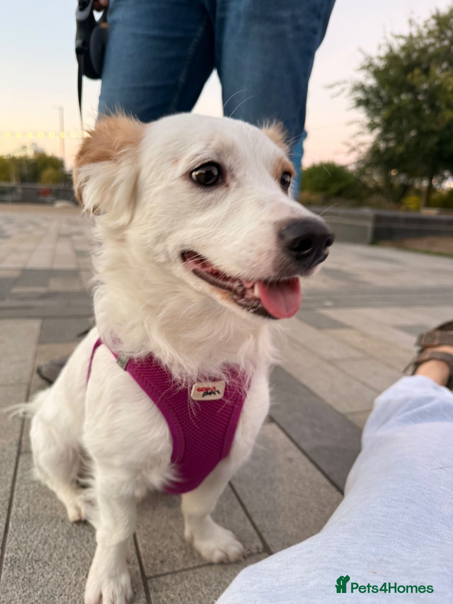 Mixed Breed dogs 🐾 Meet Danny – Looking for His Forever Home ♥️ - Advert 11