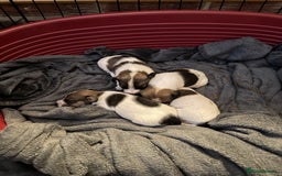 Jack Russell dogs for sale: Jack Russell puppies  - Image 2