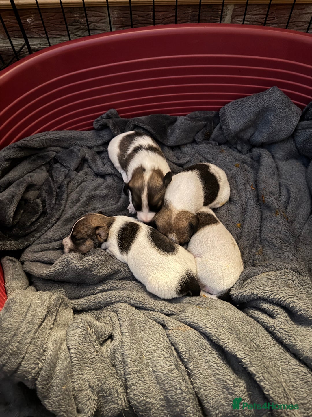 Jack Russell dogs for sale: Jack Russell puppies  - Image 2
