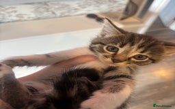 Mixed Breed cats for sale: 4 beautiful kittens left available soon! - Image 5