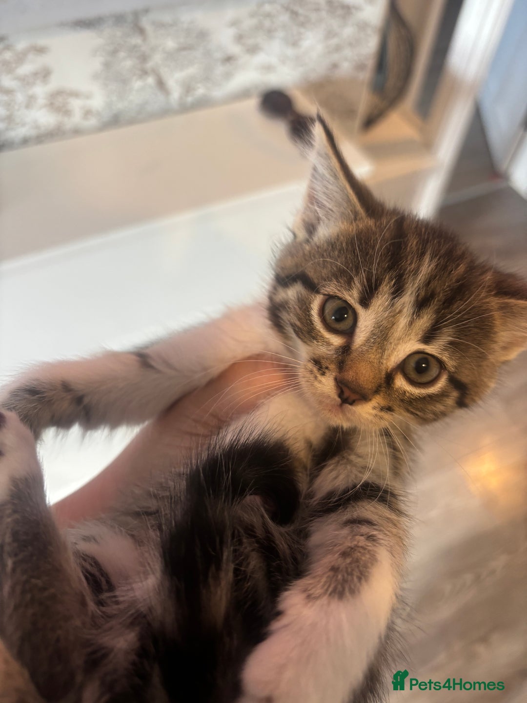 Mixed Breed cats for sale: 4 beautiful kittens left available soon! - Image 5