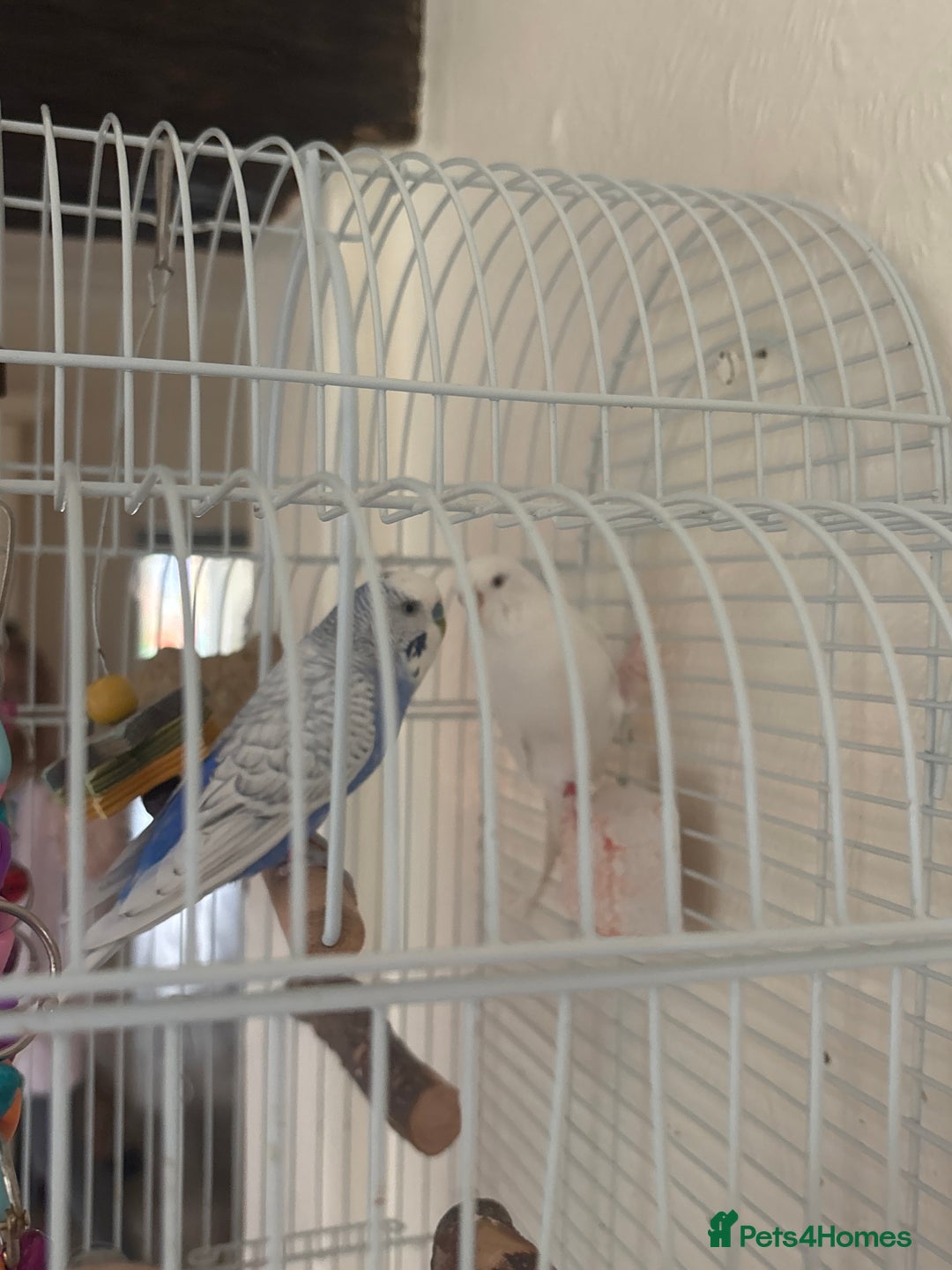 Budgerigars birds for sale: Male/female budgies - Advert 4