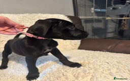 Cane Corso dogs for sale: Beautiful Litter Of Cane Corso Puppys - Image 33