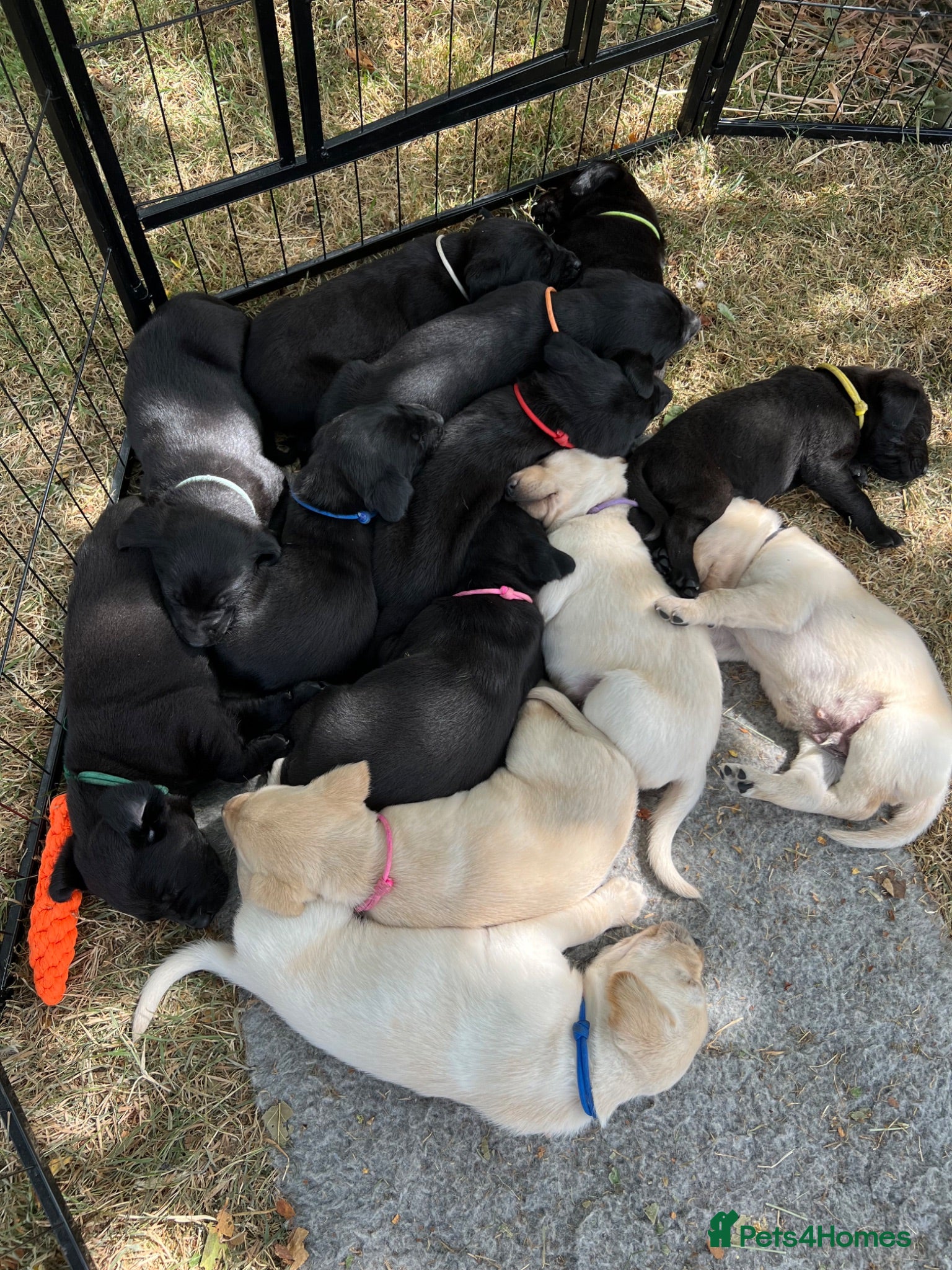 Labrador Retriever dogs Exquisite KC FTCH Labrador Puppies - Advert 2