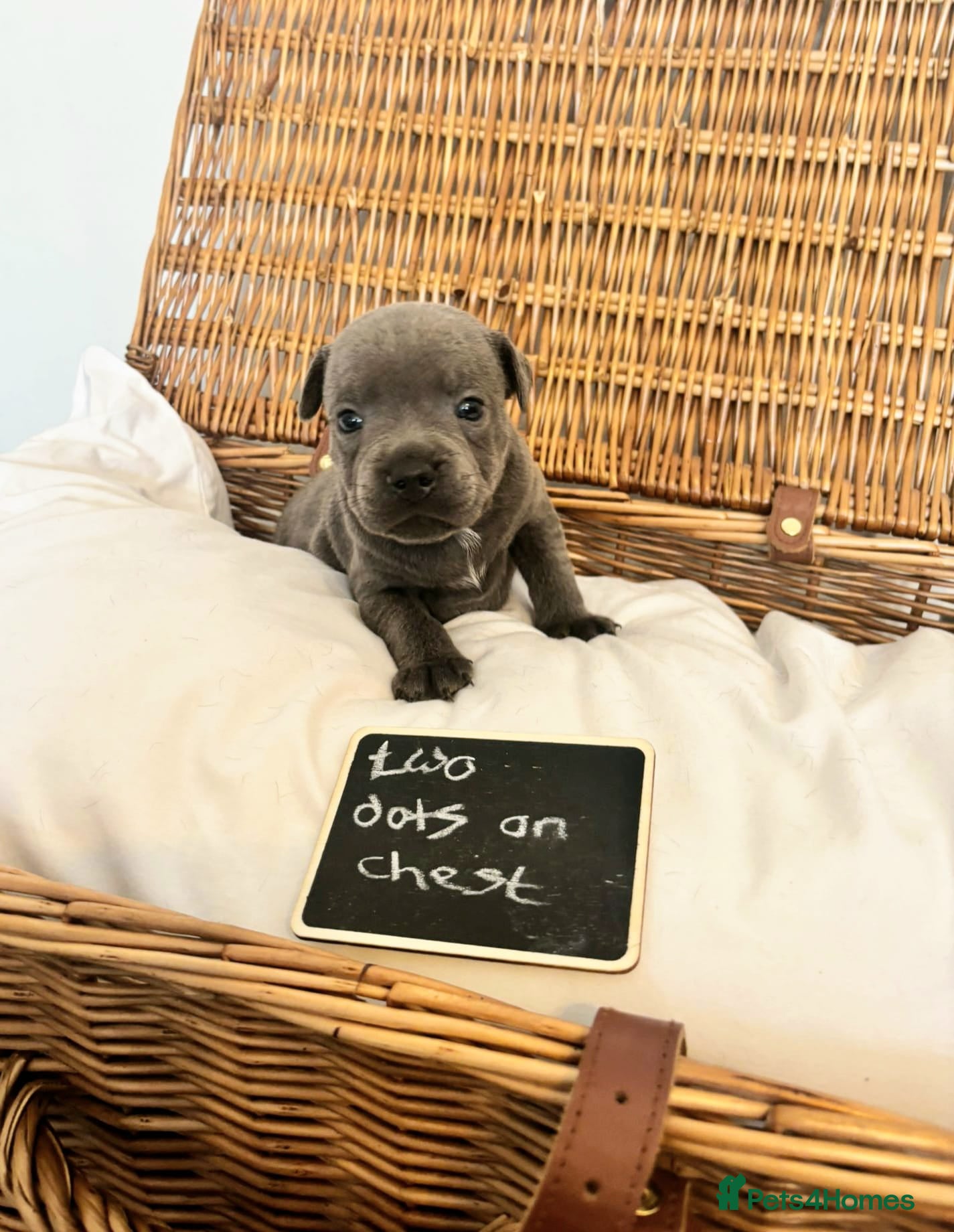 Staffordshire Bull Terrier dogs Beautiful chunky blue staffies  - Advert 3