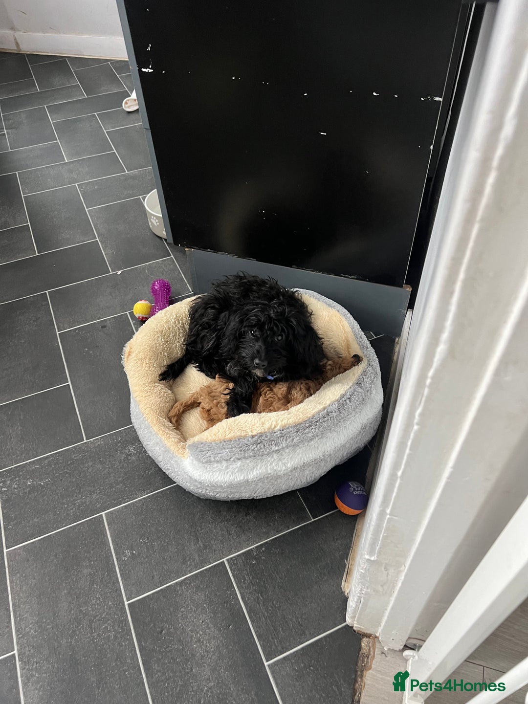 Cavapoo dogs for sale: Female cavapoo - Advert 1