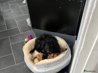 Cavapoo dogs Female cavapoo - Advert 6