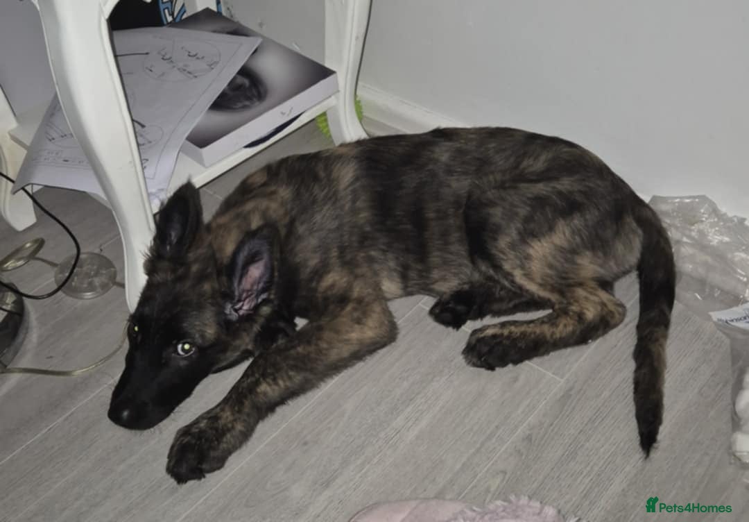 Belgian Shepherd Dog dogs for sale: Male Dutch sheperd - Image 7