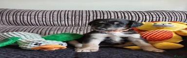 Mixed Breed 5