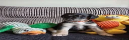 Mixed Breed dogs for sale: Saluki  ** d saluki whippet  - Advert 5