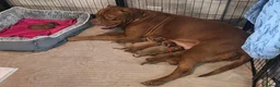 Dogue De Bordeaux dogs for sale: Gorgeous douge de bourdeaux puppies - Advert 6