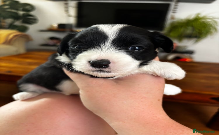 Chinese Crested dogs - Advert 1