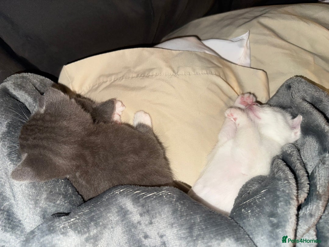 Domestic Shorthair cats for sale: One white female kitten. - Image 2