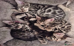 Bengal cats for sale: 🌟 Premium Bengal Tica Kittens – 5★Breeder 🌟 - Image 1