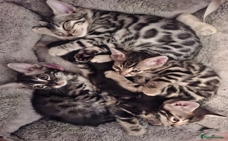 Bengal cats - Advert 16