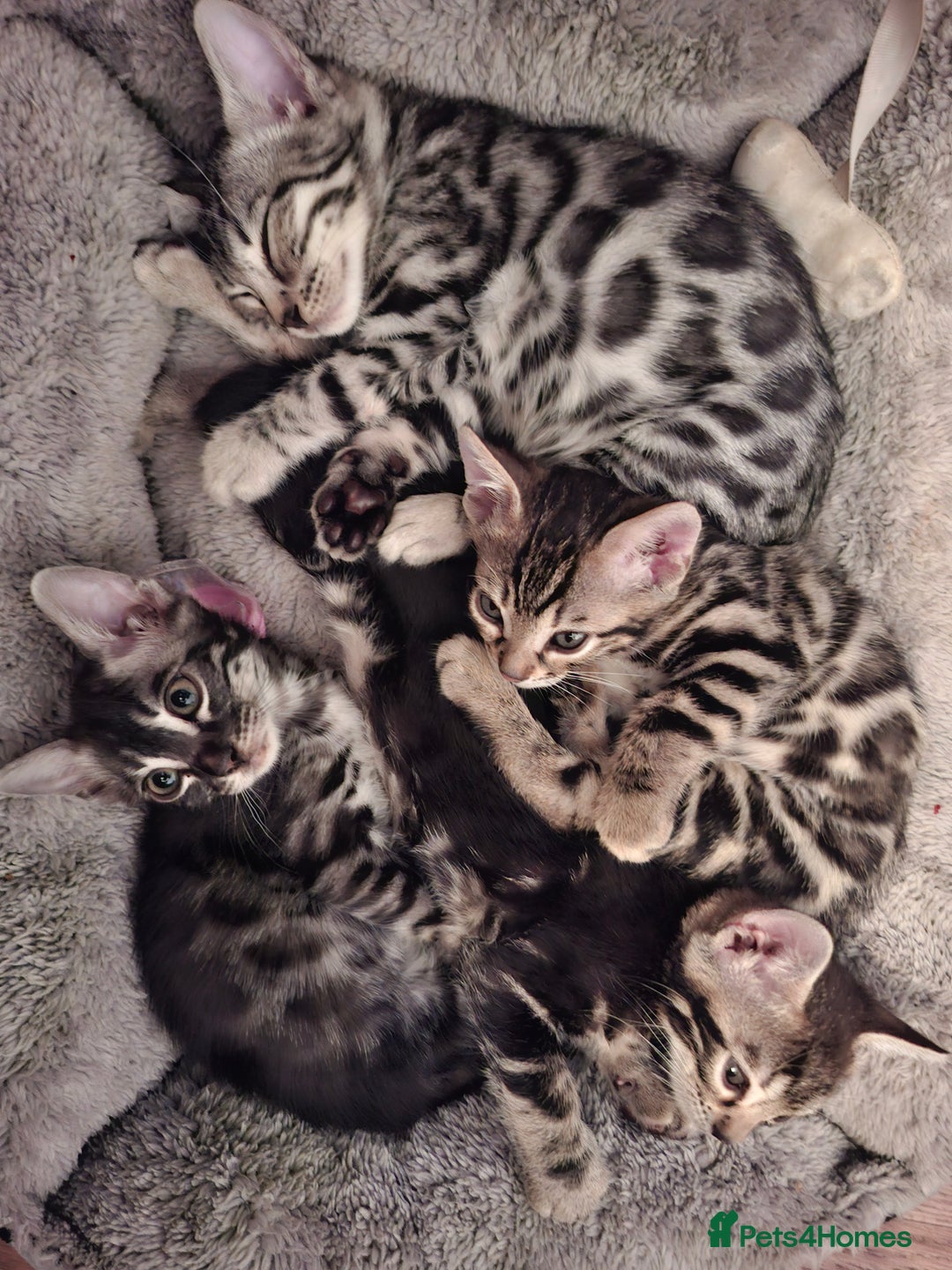 Bengal cats for sale: 🌟 Premium Bengal Tica Kittens – 5★Breeder 🌟 - Image 1
