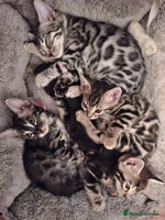 Bengal cats - Advert 9