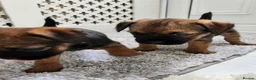 Border Terrier dogs for sale: Border Terrier  - Advert 5