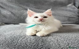 Maine Coon cats for sale: Maine Coon Kittens TICA Registered Cattery  - Image 33