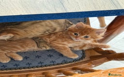 Maine Coon cats for sale: Beautiful mixed breed kittens  - Image 5