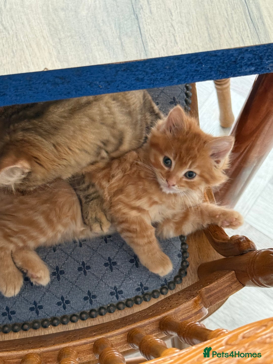 Maine Coon cats for sale: Beautiful mixed breed kittens  - Image 5