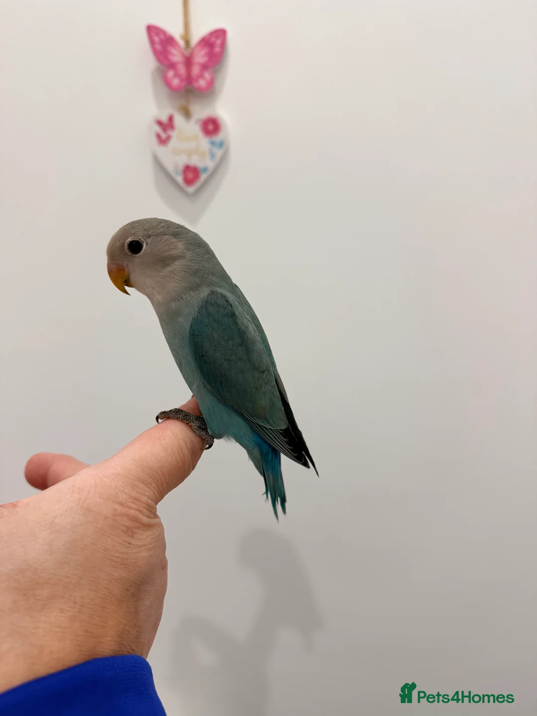 Lovebirds birds for sale: BEAUTIFUL BABY LOVEBIRDS. TWO AVAILABLE TO CHOOSE  - Advert 7