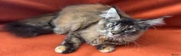 Maine Coon cats for sale: ONLY 2 LEFT GCCF PEDIGREE MAINECOON KITTENS - Advert 25