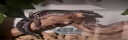 Leopard Gecko reptiles for sale: Leopard gecko + full set up - Advert 4