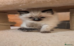 Ragdoll cats for sale: Purebred Ragdoll Kittens - Image 10