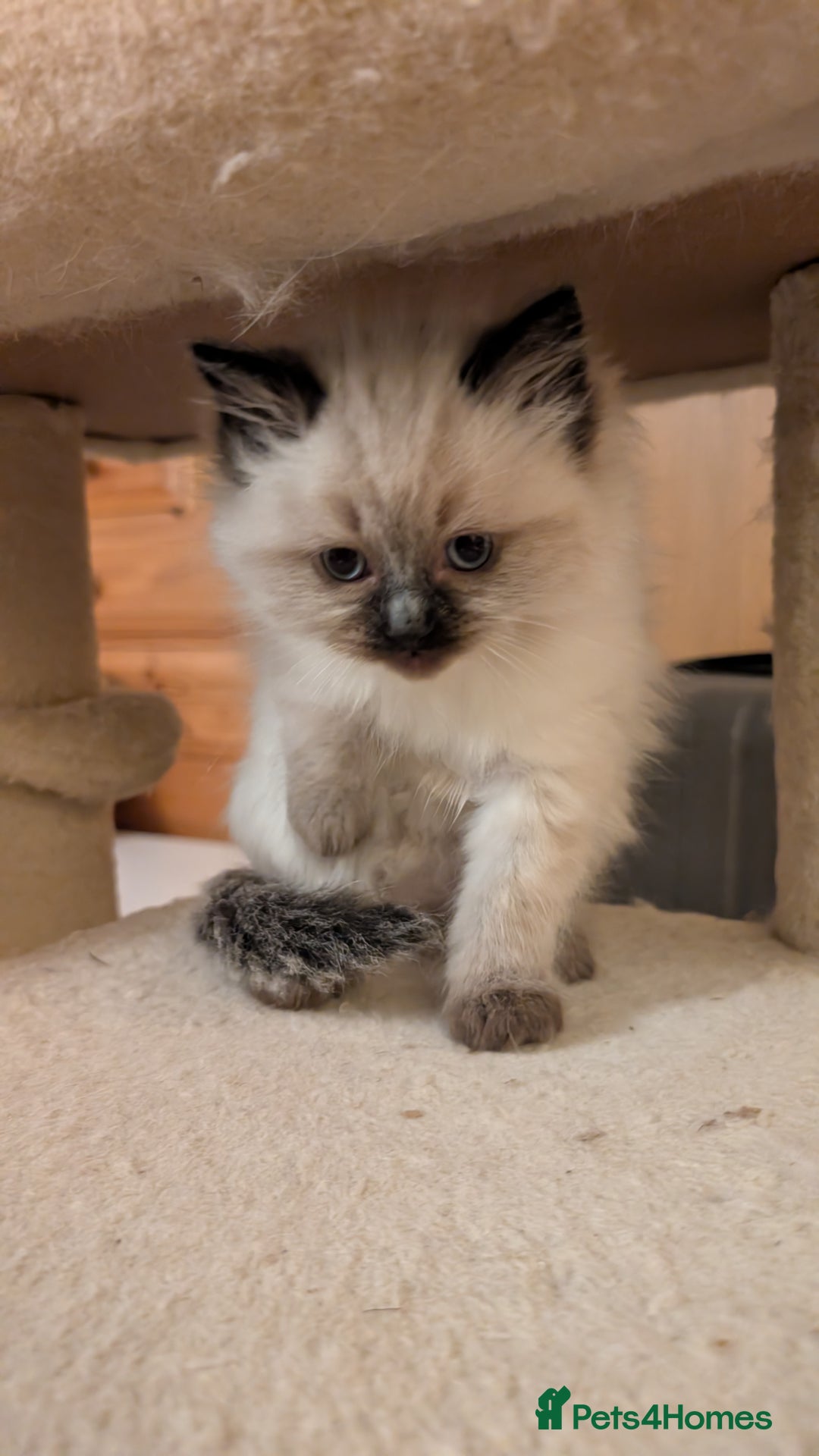 Ragdoll cats for sale: Purebred Ragdoll Kittens - Image 10