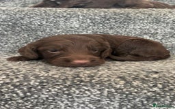 Cockapoo dogs for sale: Chocolate cockapoo puppies F1 - Image 3