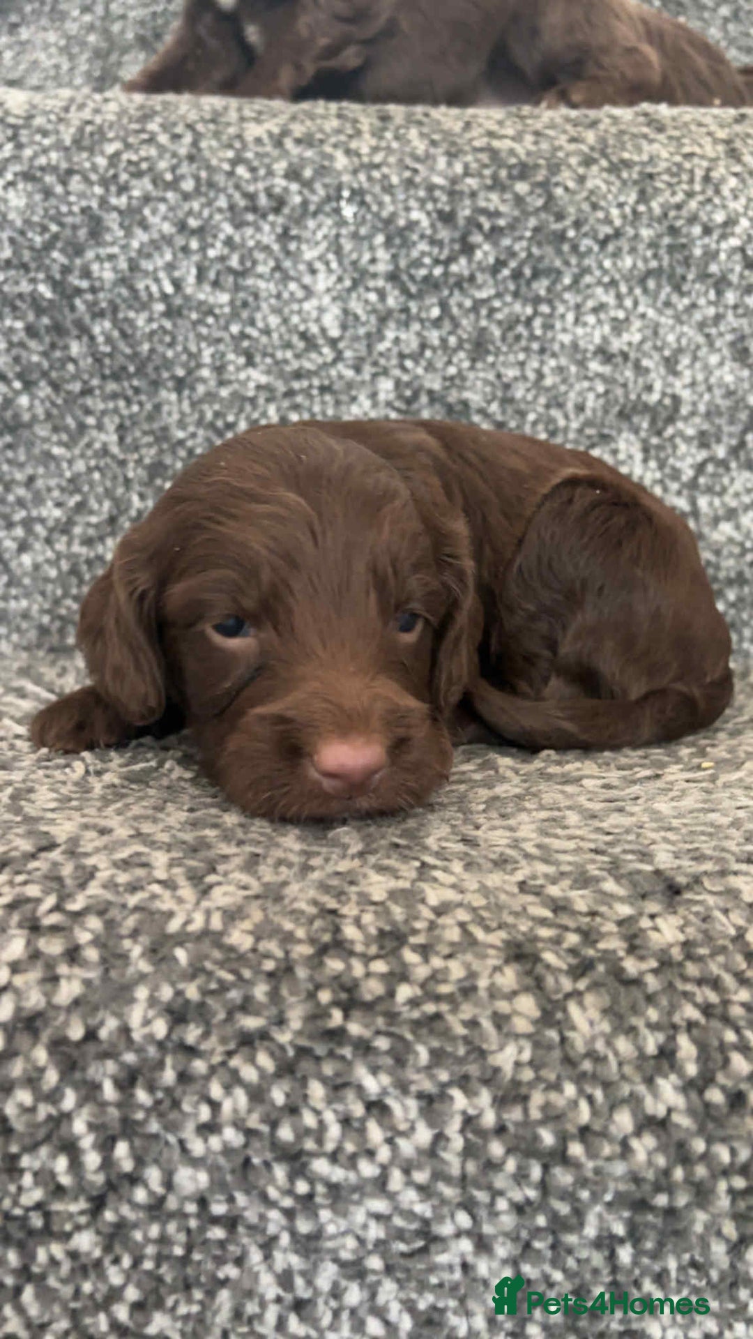Cockapoo dogs for sale: Chocolate cockapoo puppies F1 - Image 3