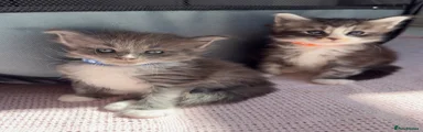 Maine Coon Kitten 4