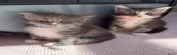 Maine Coon cats for sale: Maine Coon kittens🐈 - Advert 7