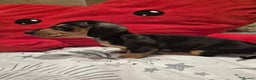Miniature Dachshund dogs for sale: Perfect Mini Dachshund Girl 8 weeks old - Advert 10