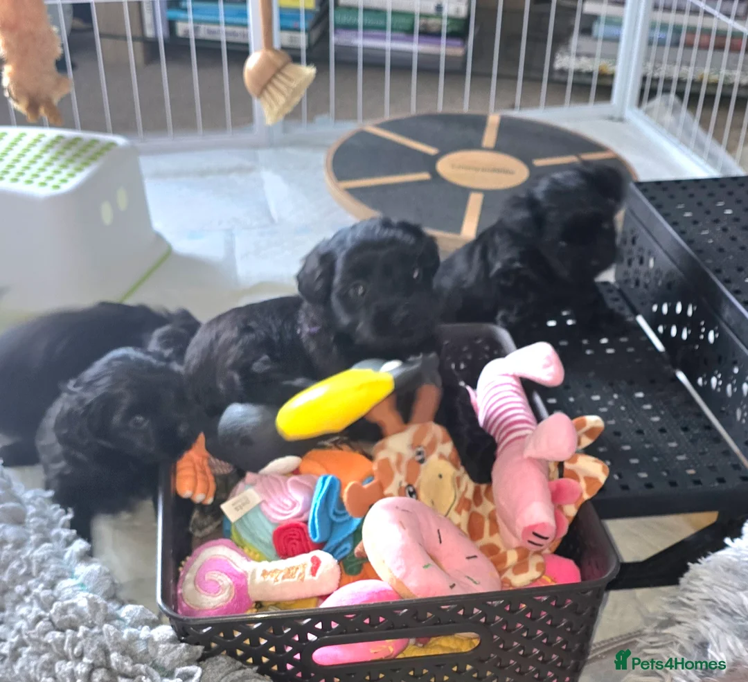 Havanese dogs for sale: The Dog of the 21st Century! in Haverfordwest - Advert 1