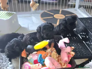 Havanese dogs The Dog of the 21st Century! - Advert 1