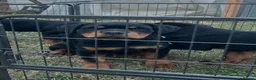 Rottweiler dogs for sale: KC-registered Rottweiler puppies - Advert 3