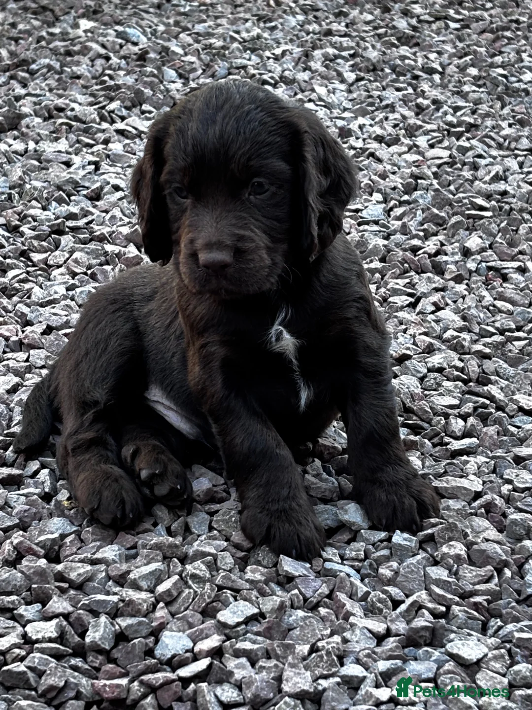 Cocker Spaniel dogs for sale: Beautiful cocker spaniel puppies - Advert 6