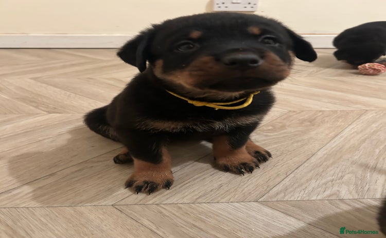 Rottweiler dogs - Advert 1