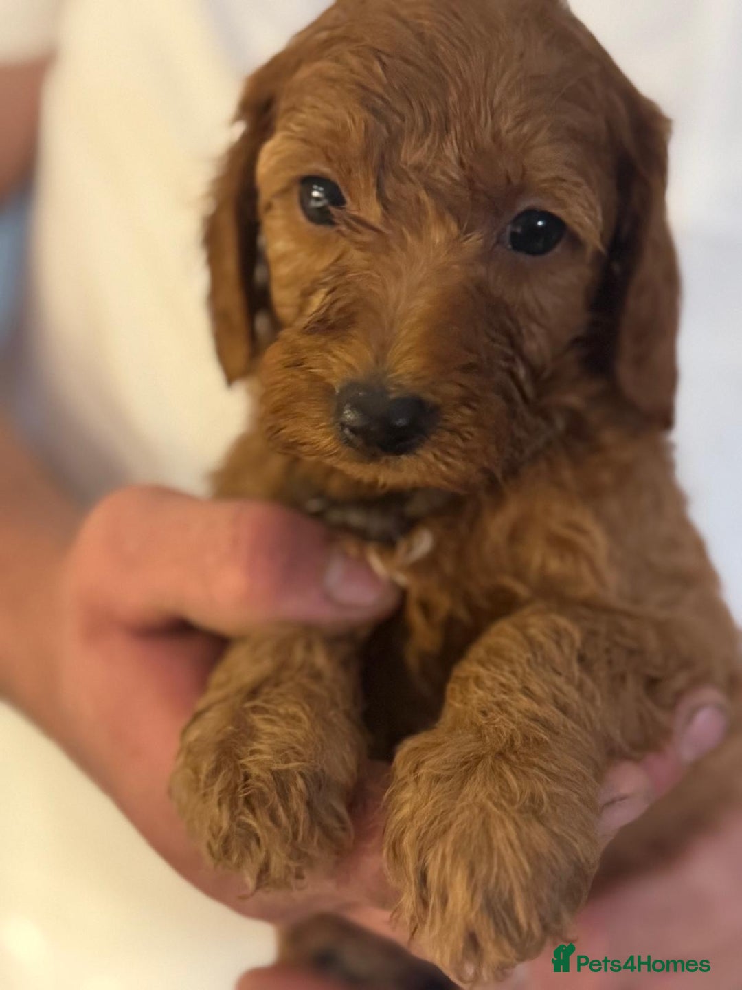 Labradoodle dogs for sale: *Labradoodle puppie F1B*   in Ware - Image 14