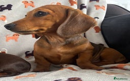 Dachshund dogs for sale: CHAMPION LINE KC REG MINI DACHSHUND GIRLS  - Image 6