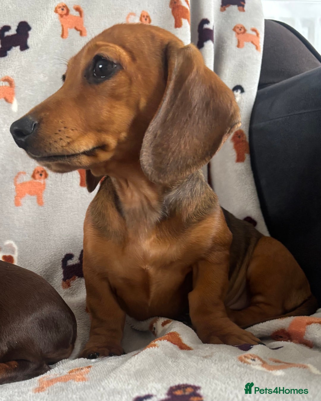 Dachshund dogs for sale: CHAMPION LINE KC REG MINI DACHSHUND GIRLS  - Image 6