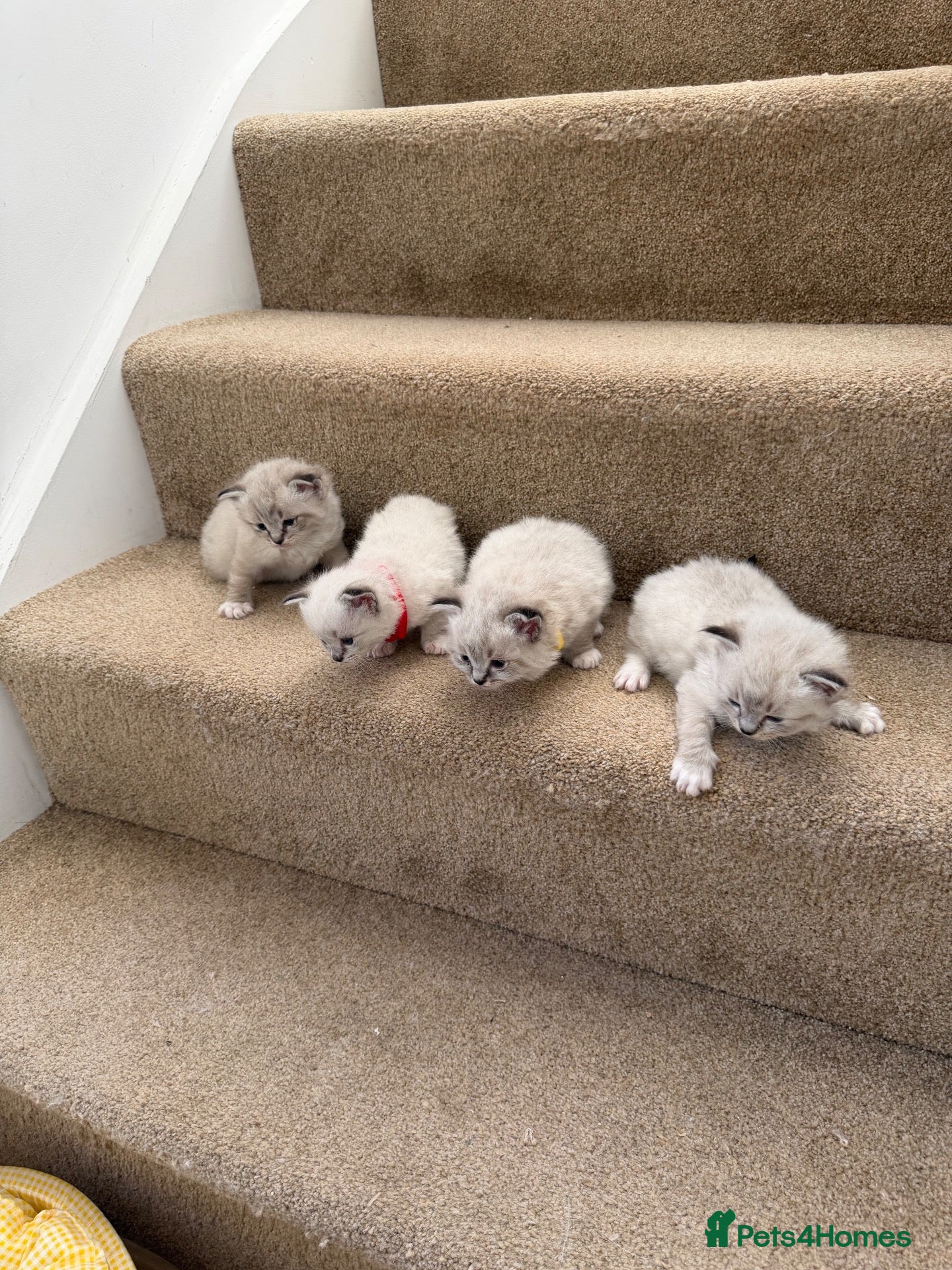 Ragdoll cats Adorable litter of Ragdoll kittens - Advert 9