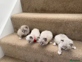 Ragdoll cats Adorable litter of Ragdoll kittens - Advert 9