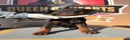 Chinese Red Dog dogs for sale: Stunning (Laizhou hong) Chinese red dog puppies  - Advert 6