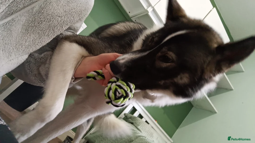 Shepsky dogs for sale: Storm in Galashiels - Advert 2