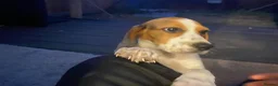 Beagle dogs for sale: Male Beagle Puppy  - Advert 4