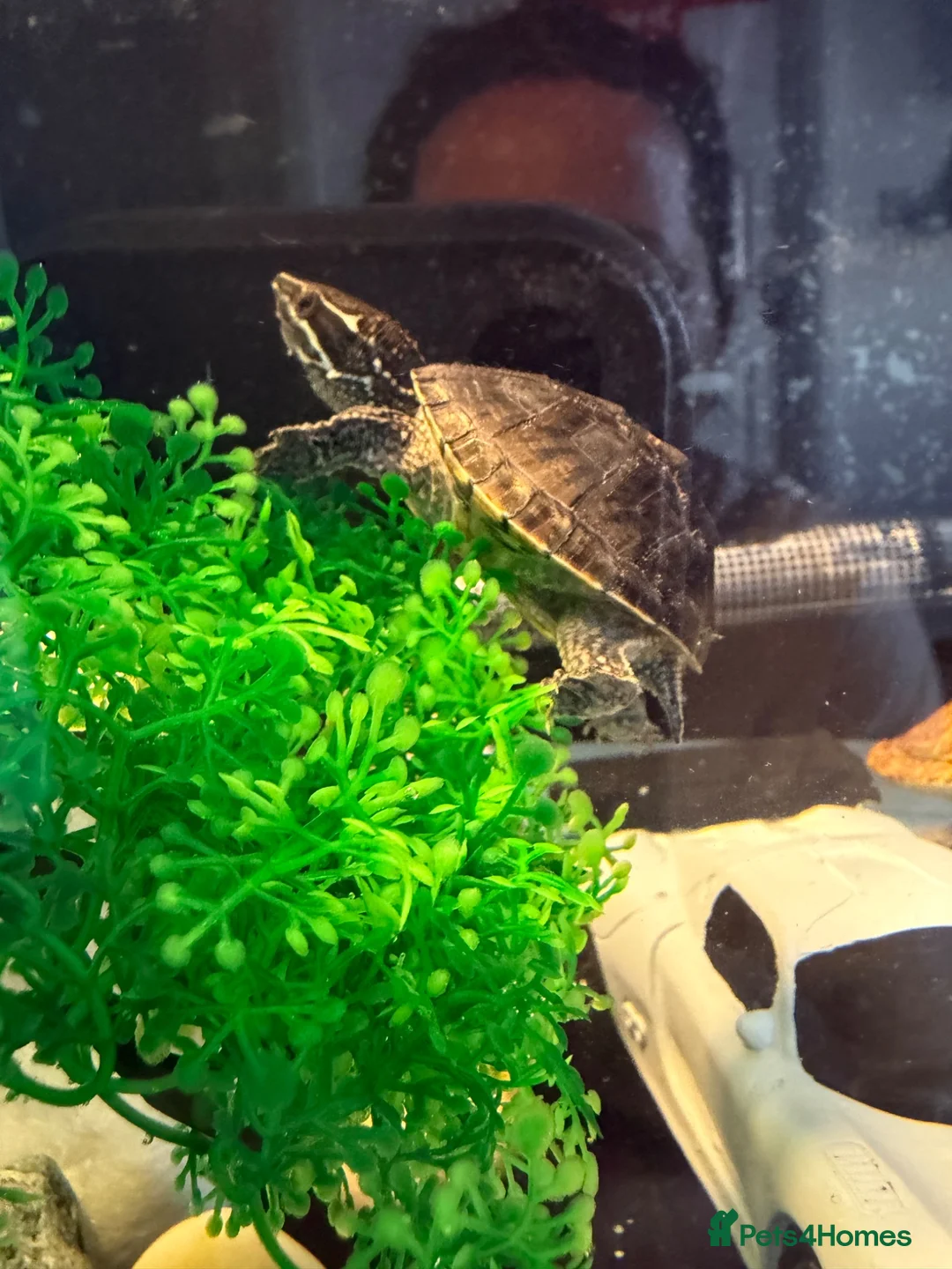 Turtle reptiles for sale: Pair of musk turtles  in Bromsgrove - Advert 2
